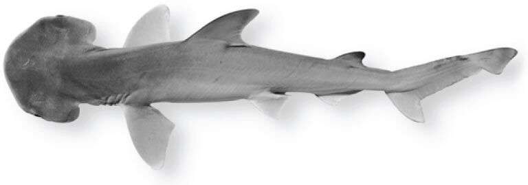 Bonnethead Shark